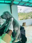 Female Cane Corso Puppy - 0-1 Month - 4