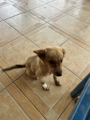 Female Mixed Breed Dog, 1-3 Months Old