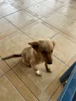 Female Mixed Breed Dog, 1-3 Months Old - 1