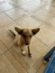 Female Mixed Breed Dog, 1-3 Months Old - 2