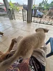 Female Mixed Breed Dog, 1-3 Months Old - 4
