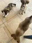 Female Mixed Breed Dog, 1-3 Months Old - 5
