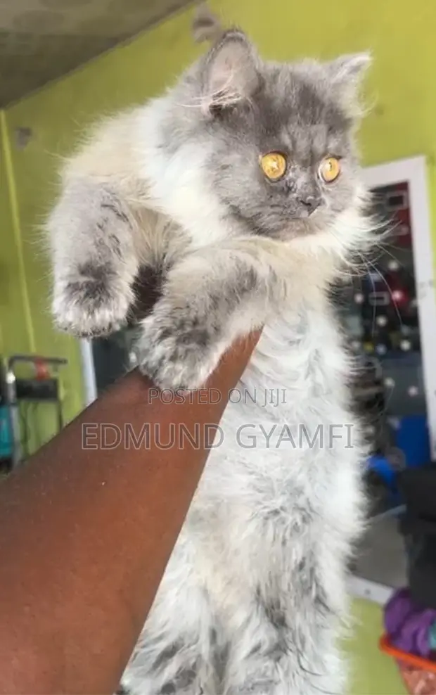Purebred Persian Kitten - 4 Months Old - 1