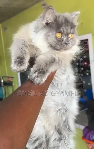 Purebred Persian Kitten - 4 Months Old