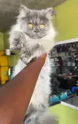 Purebred Persian Kitten - 4 Months Old - 2