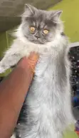 Purebred Persian Kitten - 4 Months Old - 3