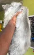 Purebred Persian Kitten - 4 Months Old - 4