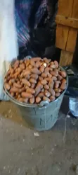 Fresh Bitter Cola - 4