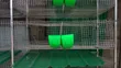 12-Unit Rabbit Cage with Automatic Drinker & Feeder - 1