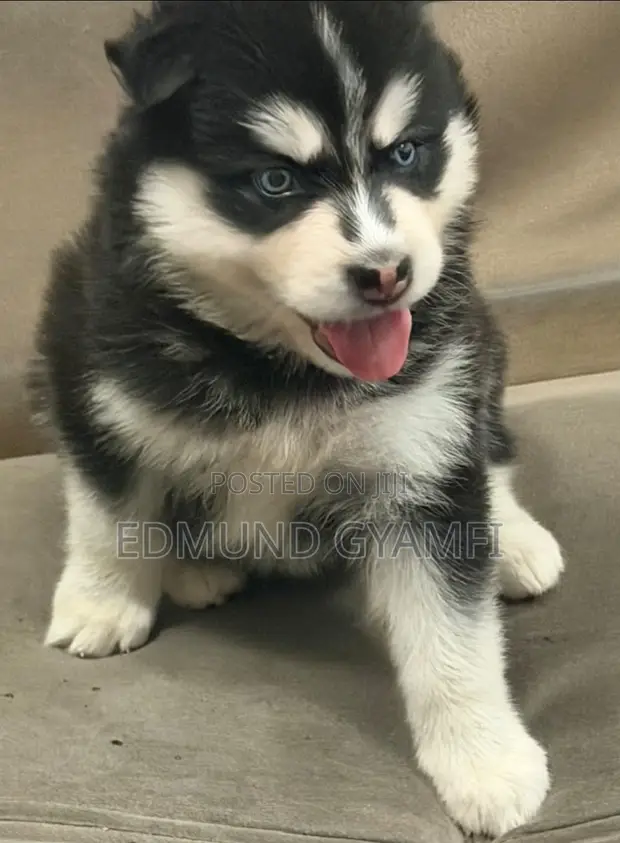 Female Purebred Siberian Husky Puppy (1-3 Months) - 1