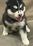 Female Purebred Siberian Husky Puppy (1-3 Months) - 1
