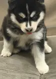 Female Purebred Siberian Husky Puppy (1-3 Months) - 2