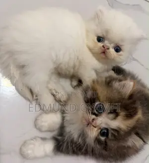 Purebred Persian Kitten - 1-3 Months Old