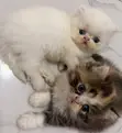 Purebred Persian Kitten - 1-3 Months Old - 1