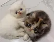Purebred Persian Kitten - 1-3 Months Old - 2