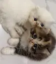 Purebred Persian Kitten - 1-3 Months Old - 3