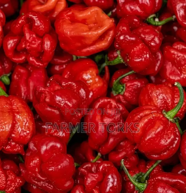 Scorch Pepper - 1