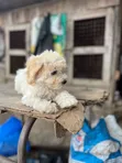 Purebred Female Poodle Puppy (1-3 Months) - 1