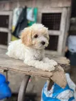 Purebred Female Poodle Puppy (1-3 Months) - 2
