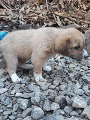 Female Akita Puppy - 0-1 Month Old
