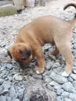 Female Akita Puppy - 0-1 Month Old - 2