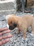 Female Akita Puppy - 0-1 Month Old - 3