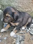 Female Akita Puppy - 0-1 Month Old - 4