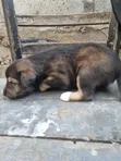 Female Akita Puppy - 0-1 Month Old - 5