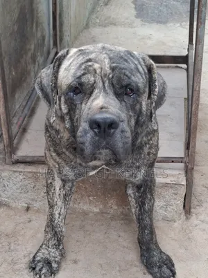 Purebred Boerboel Male, 23 Months Old