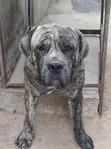 Purebred Boerboel Male, 23 Months Old - 1