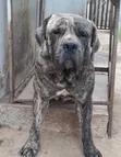 Purebred Boerboel Male, 23 Months Old - 2