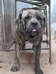Purebred Boerboel Male, 23 Months Old - 3