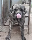 Purebred Boerboel Male, 23 Months Old - 4