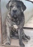Purebred Boerboel Male, 23 Months Old - 5