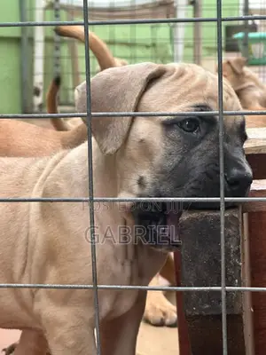 Purebred Boerboel Puppies (1-3 Months)