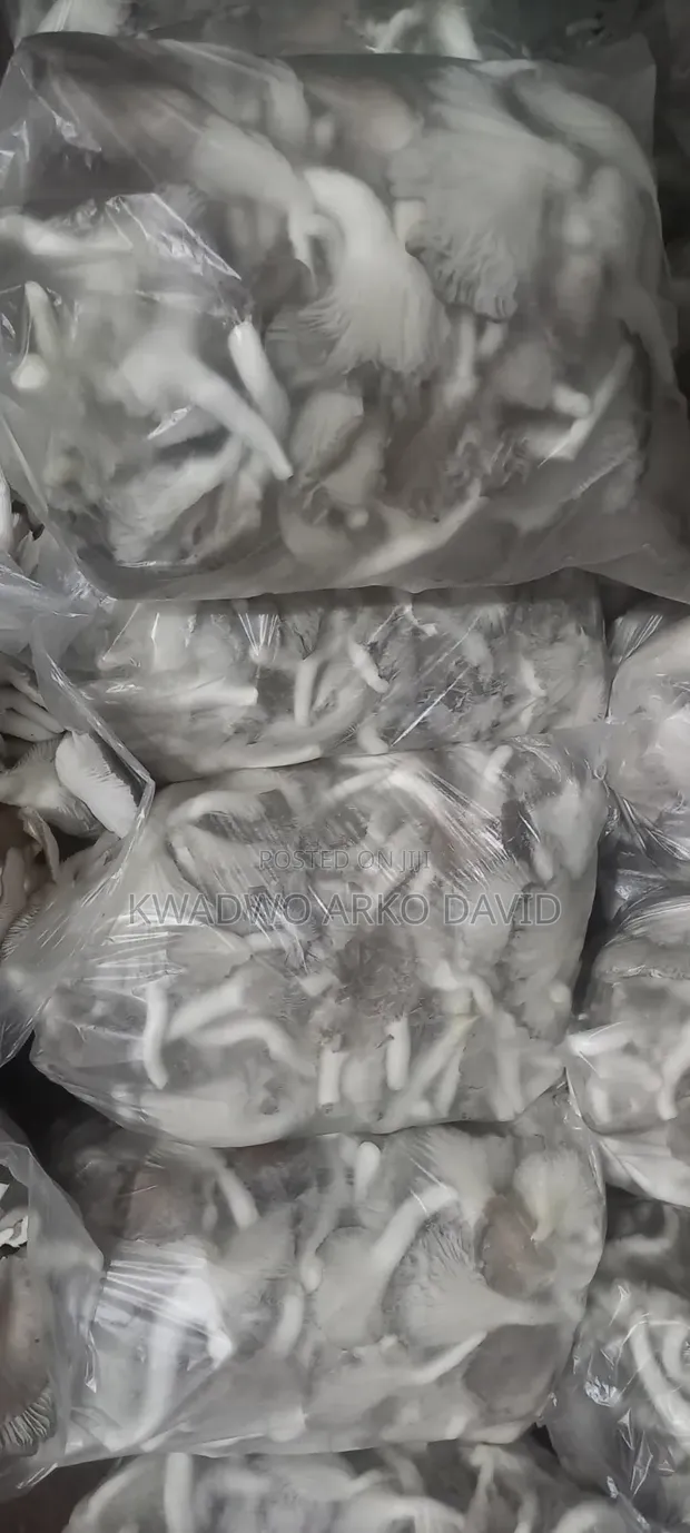 Fresh Oyster Mushroom - 1