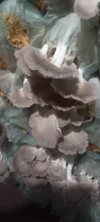 Fresh Oyster Mushroom - 2