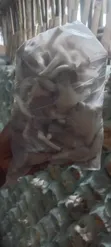 Fresh Oyster Mushroom - 3