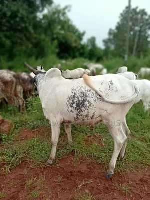 Cows for Sale