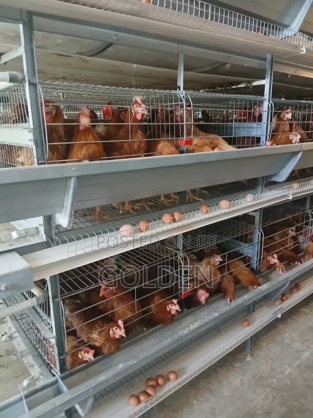 Golden Eggs - Organic Chicken Eggs - 1