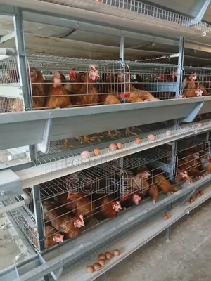 Golden Eggs - Organic Chicken Eggs