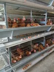Golden Eggs - Organic Chicken Eggs - 1