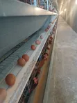 Golden Eggs - Organic Chicken Eggs - 2