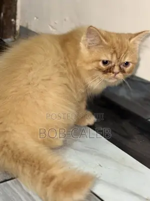 Purebred Persian Kitten - 1-3 Months Male