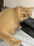 Purebred Persian Kitten - 1-3 Months Male - 1