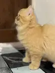 Purebred Persian Kitten - 1-3 Months Male - 2