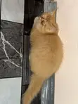 Purebred Persian Kitten - 1-3 Months Male - 3