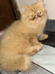 Purebred Persian Kitten - 1-3 Months Male - 4