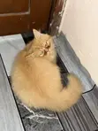 Purebred Persian Kitten - 1-3 Months Male - 5
