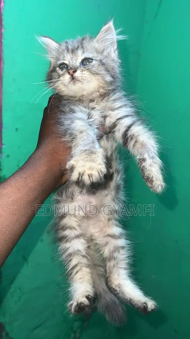 Purebred Maine Coon Kitten - 1-3 Months Old - 1